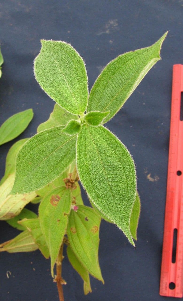 Miconia sericea 21