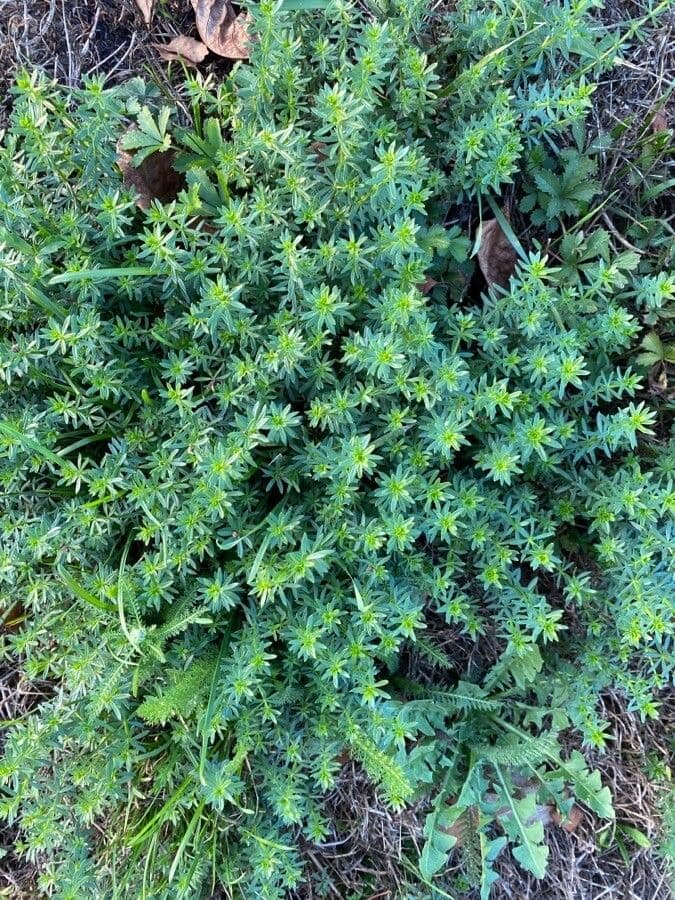 Galium 17
