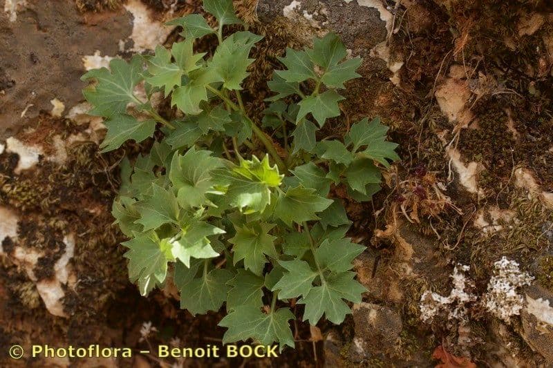 Petromarula 6