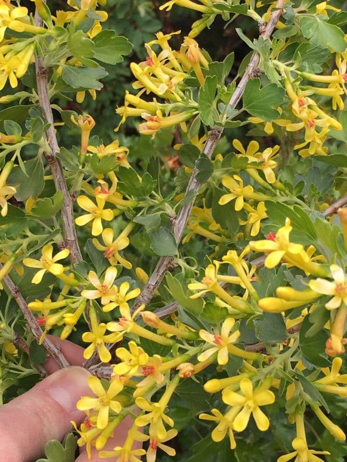 Ribes aureo 8