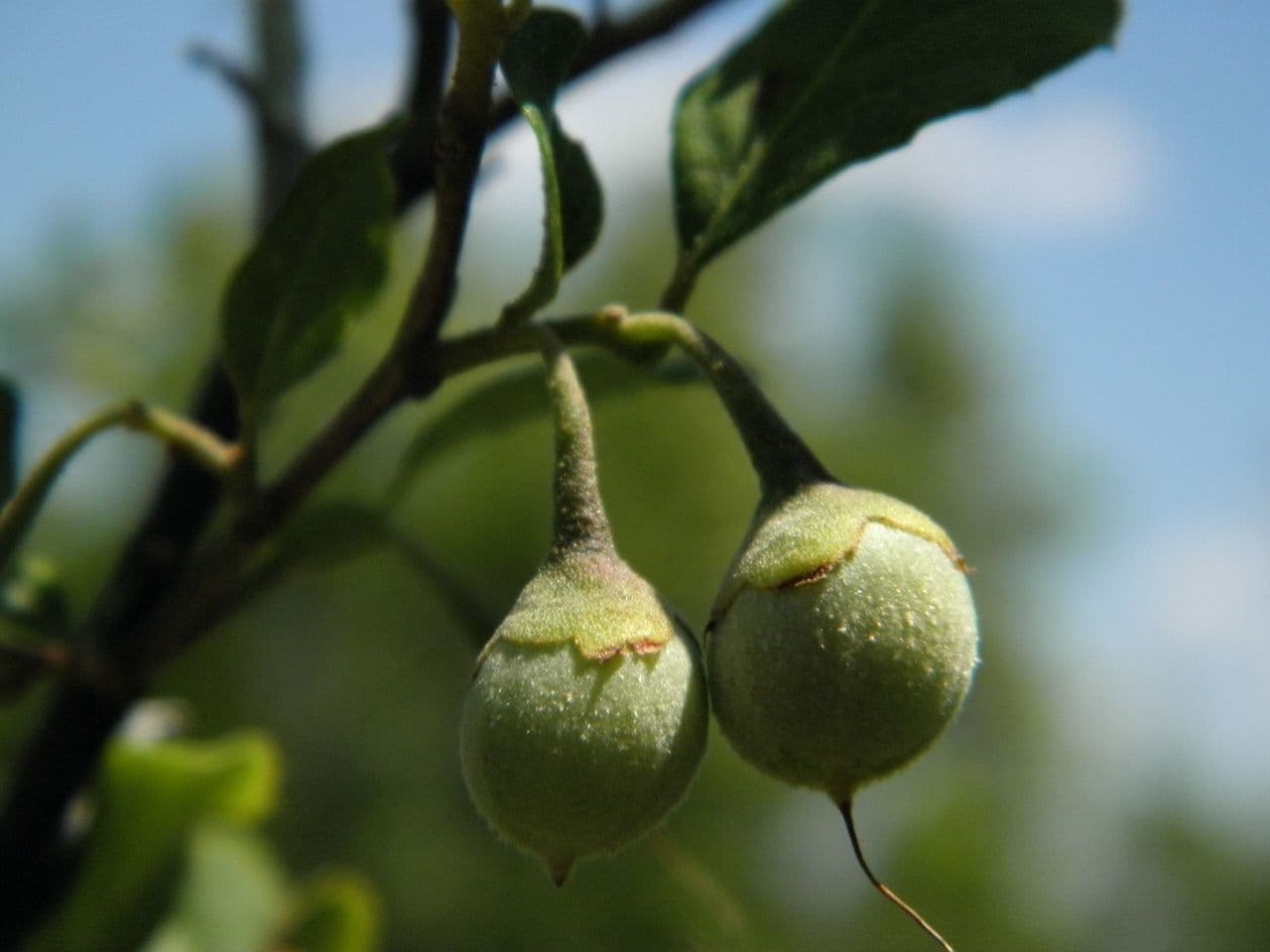 Styrax americký
