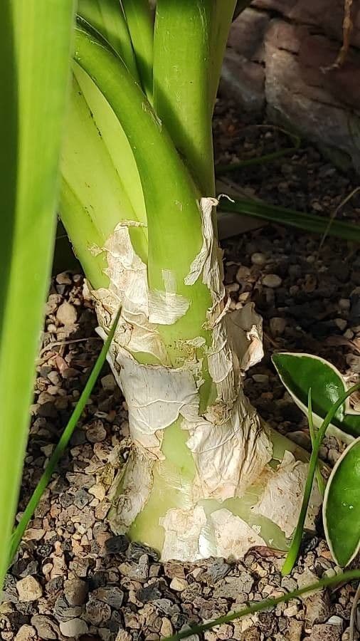 Scilla marittima 24