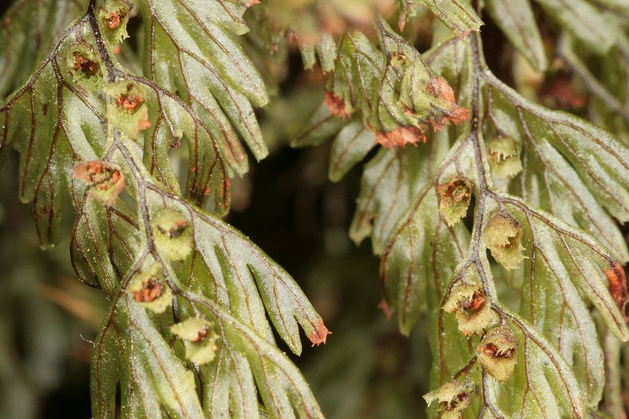 Braunes Hymenophyllum 7