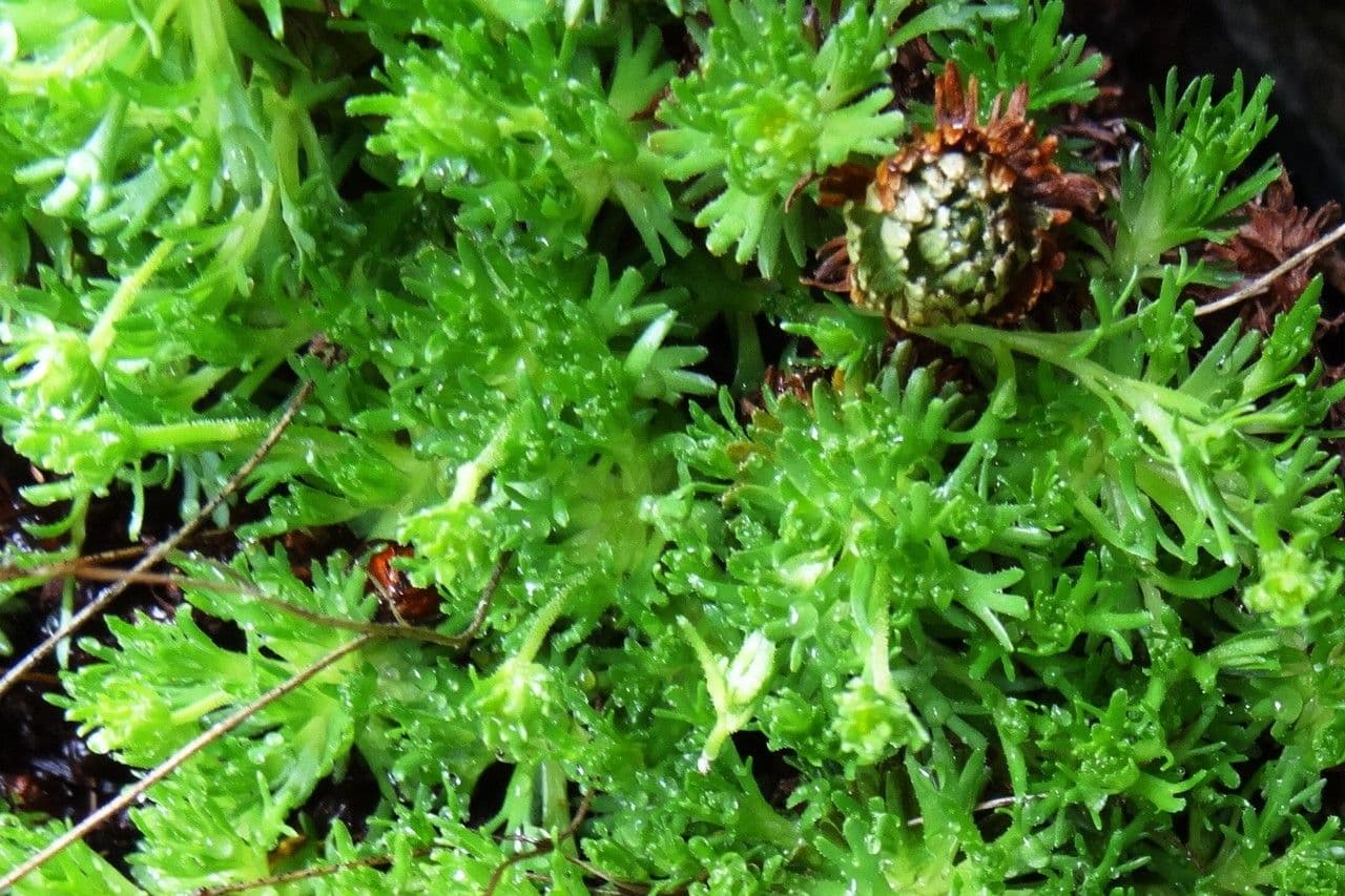 Verschlungene Steinbrech 9
