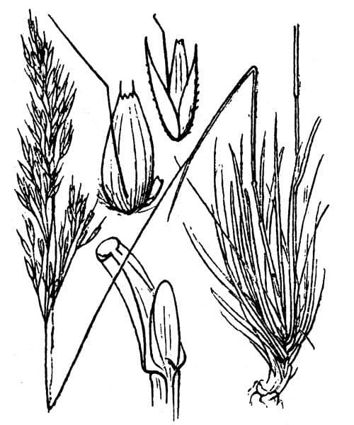 Agrostis di Schleicher 6