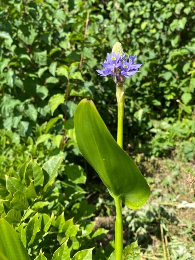 Pontederia 20
