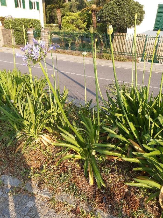 Agapanto precoce 25