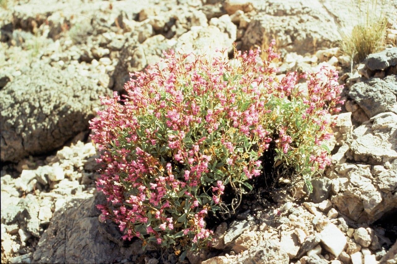 Penstemon picciolato 2
