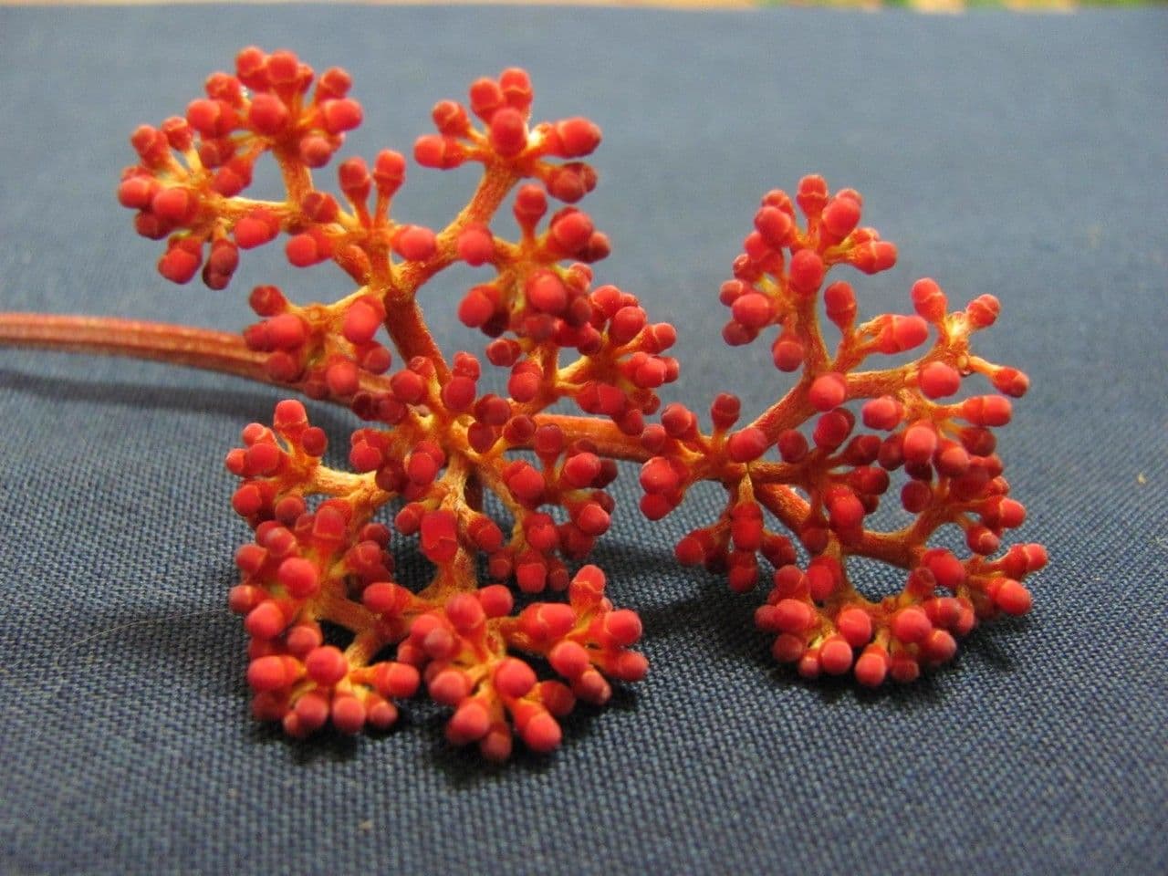Cissus