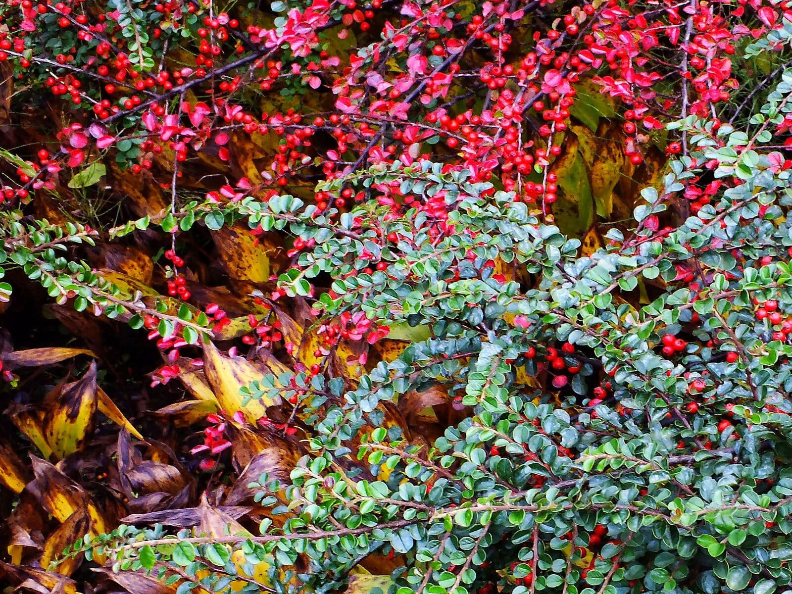 Cotoneaster 2