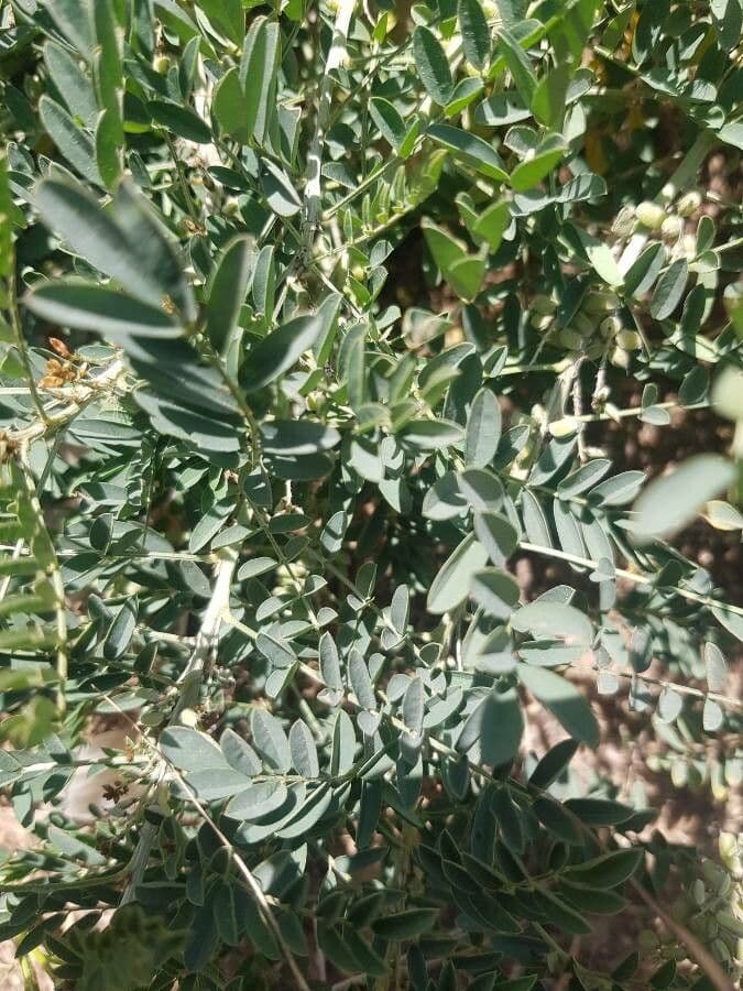Indigofera 20
