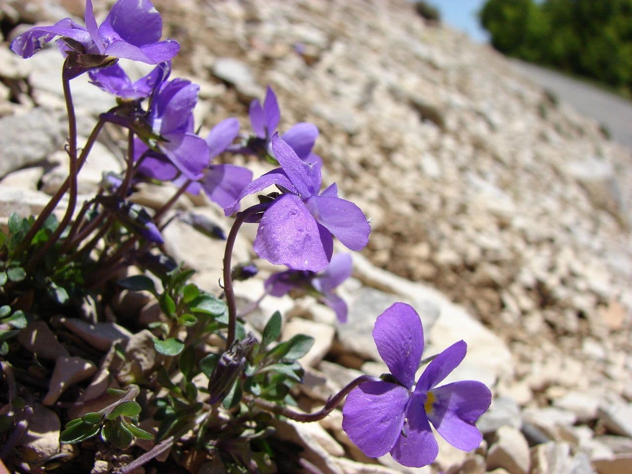 Viola 9