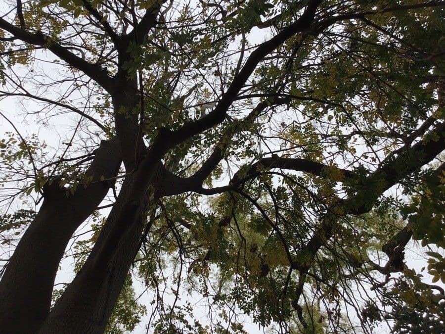 Chinesischer Lackbaum 11