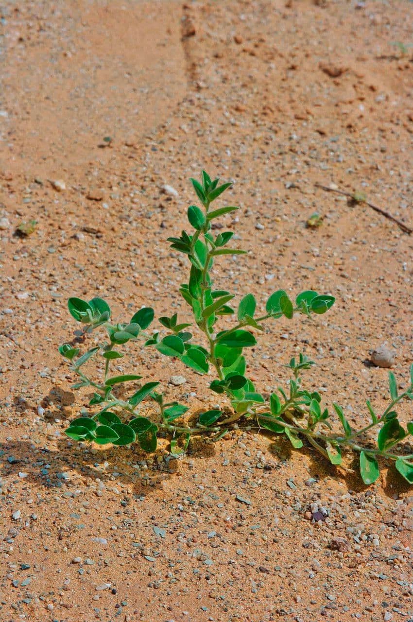 Indigofera 2