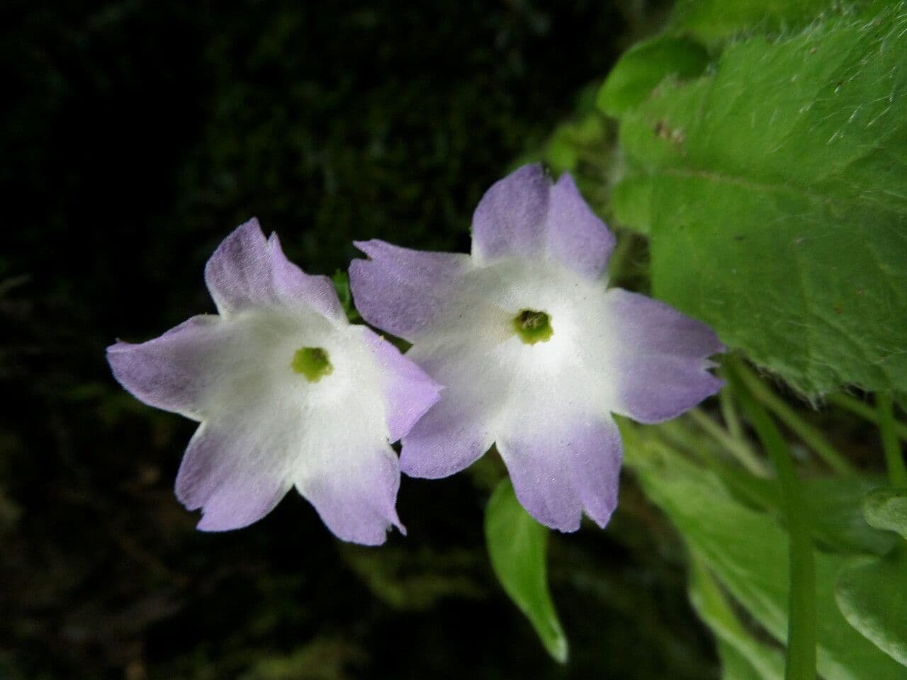 Primula