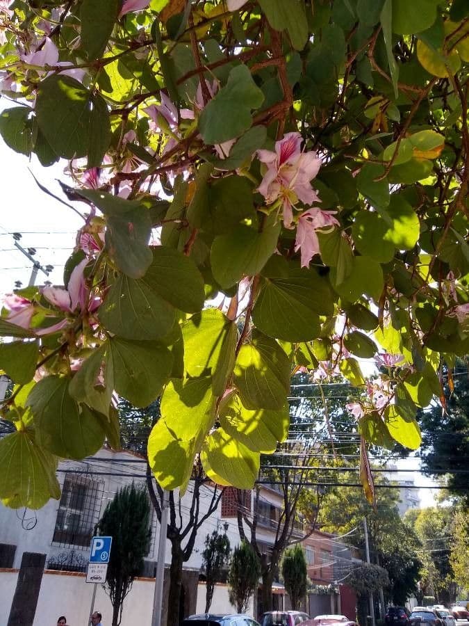 Bauhinia variegata 11