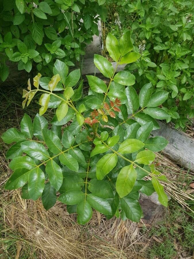Pleiogynium timorské 4
