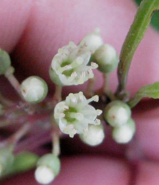 Miconia 2