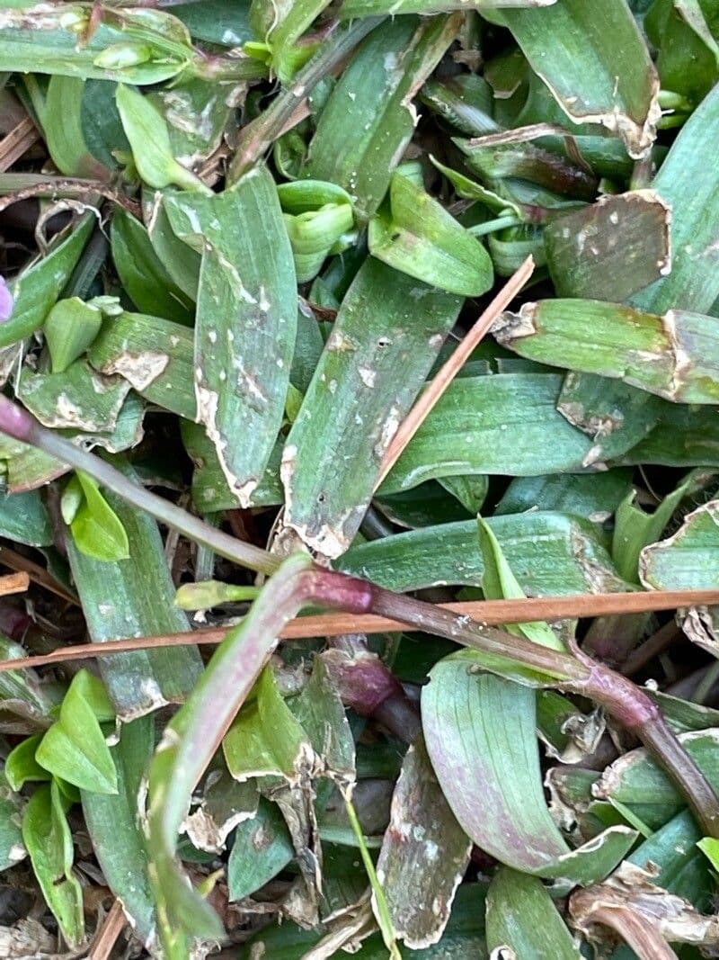 Murdannia nudiflora 16