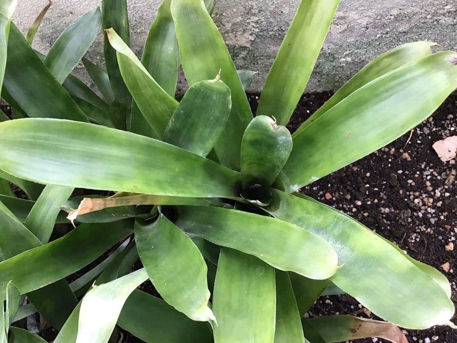 Aechmea 8