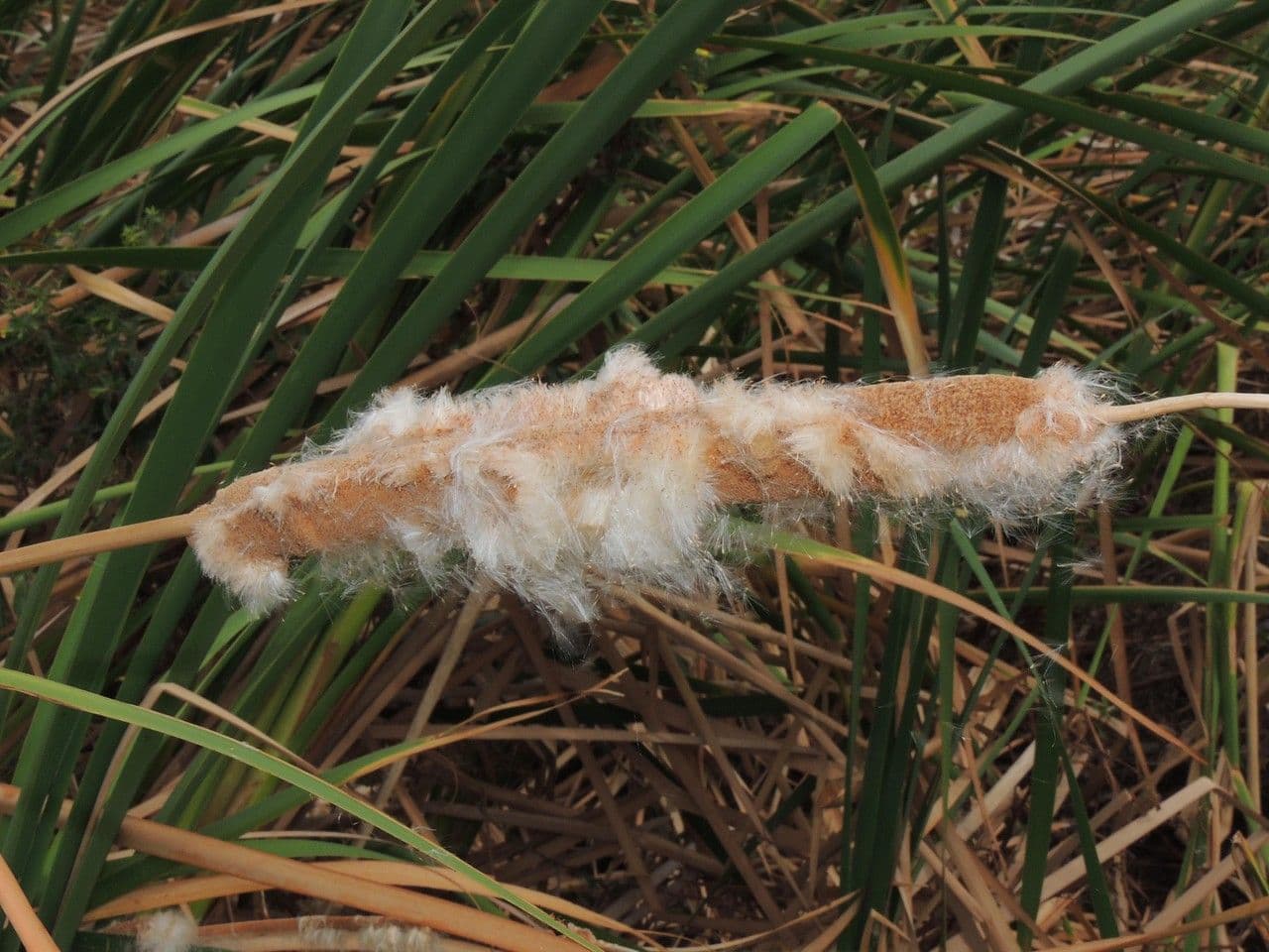 Totora