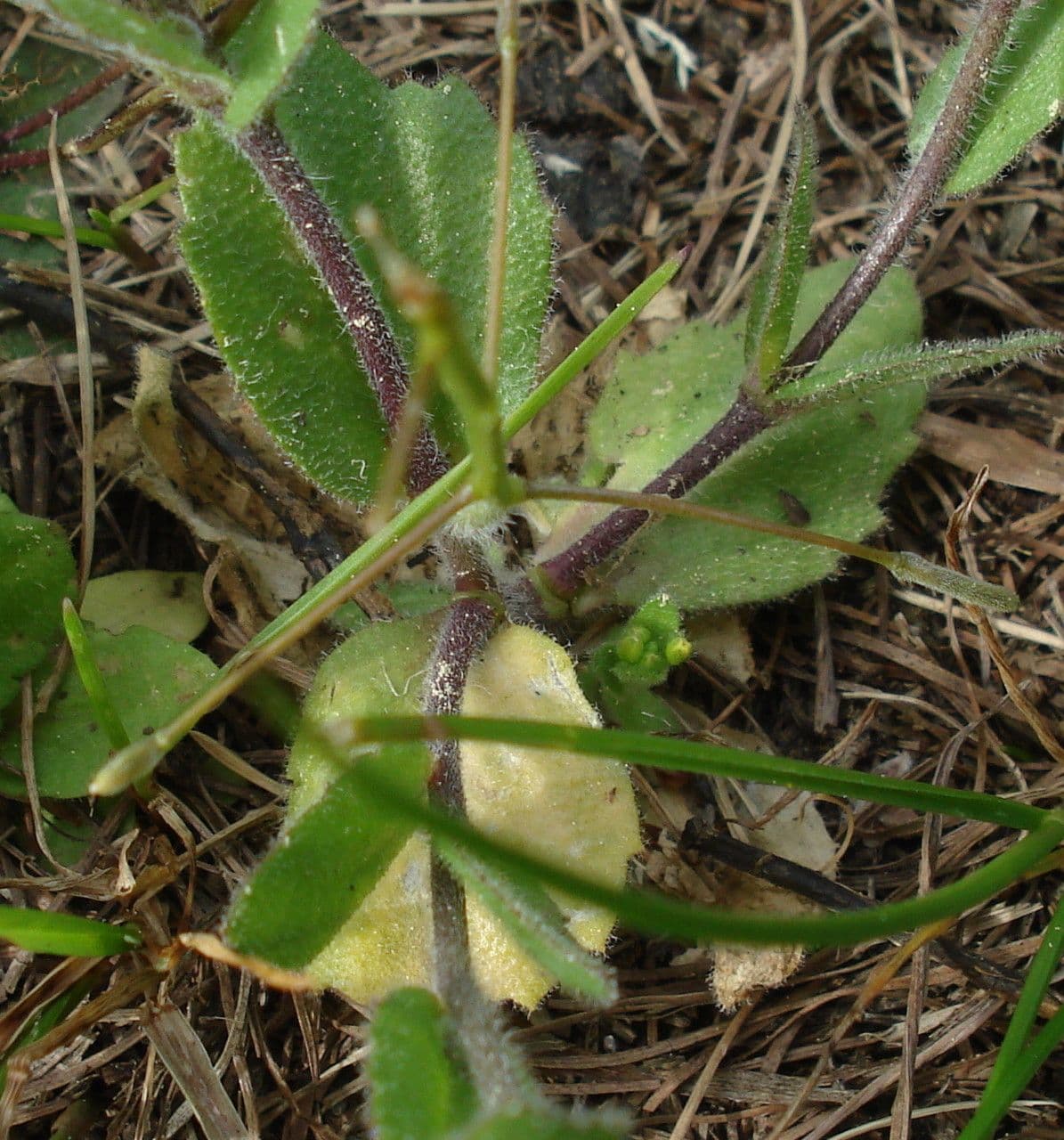 Draba lesná 14
