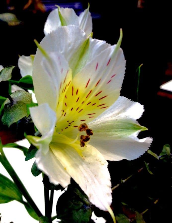 Alstroemeria aurea 26