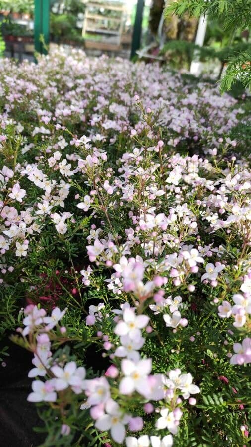Boronia 3