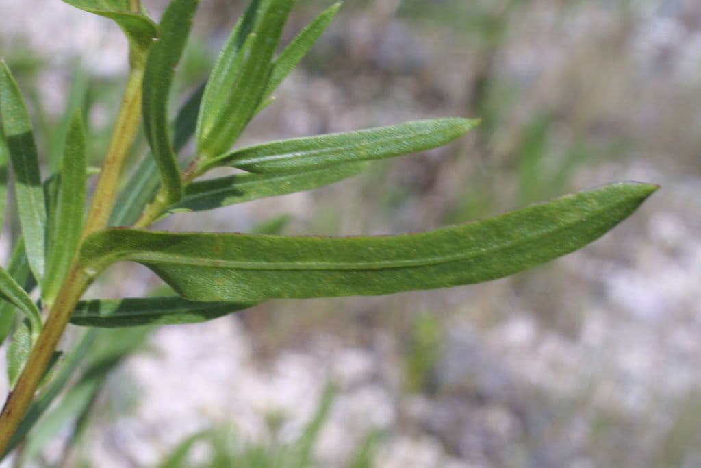Grindelia 15