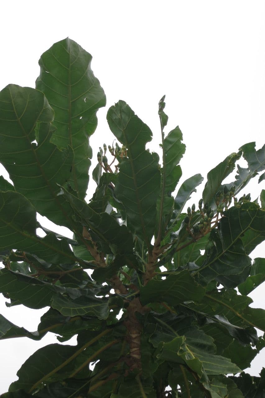 Forest big-leaf 23