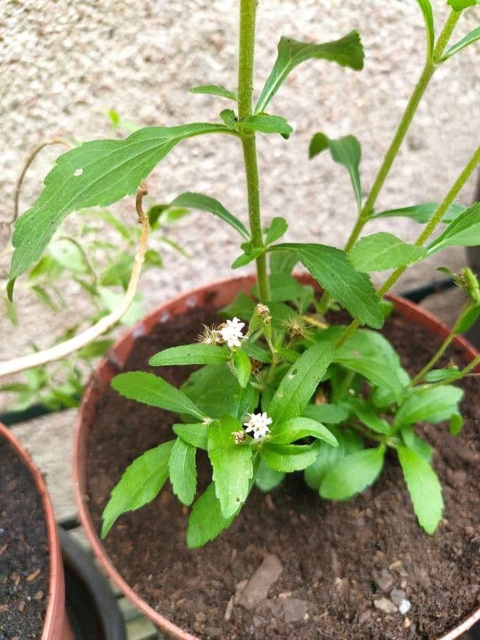 Stevia 6
