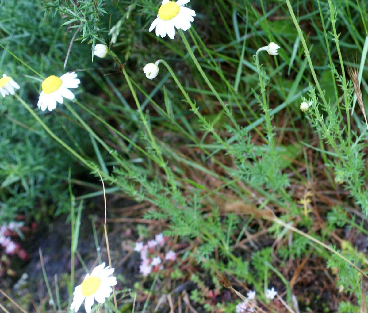 Camomilla romana 14