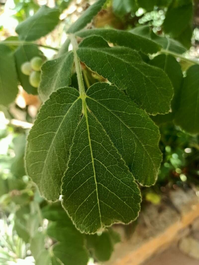 Commiphora 2