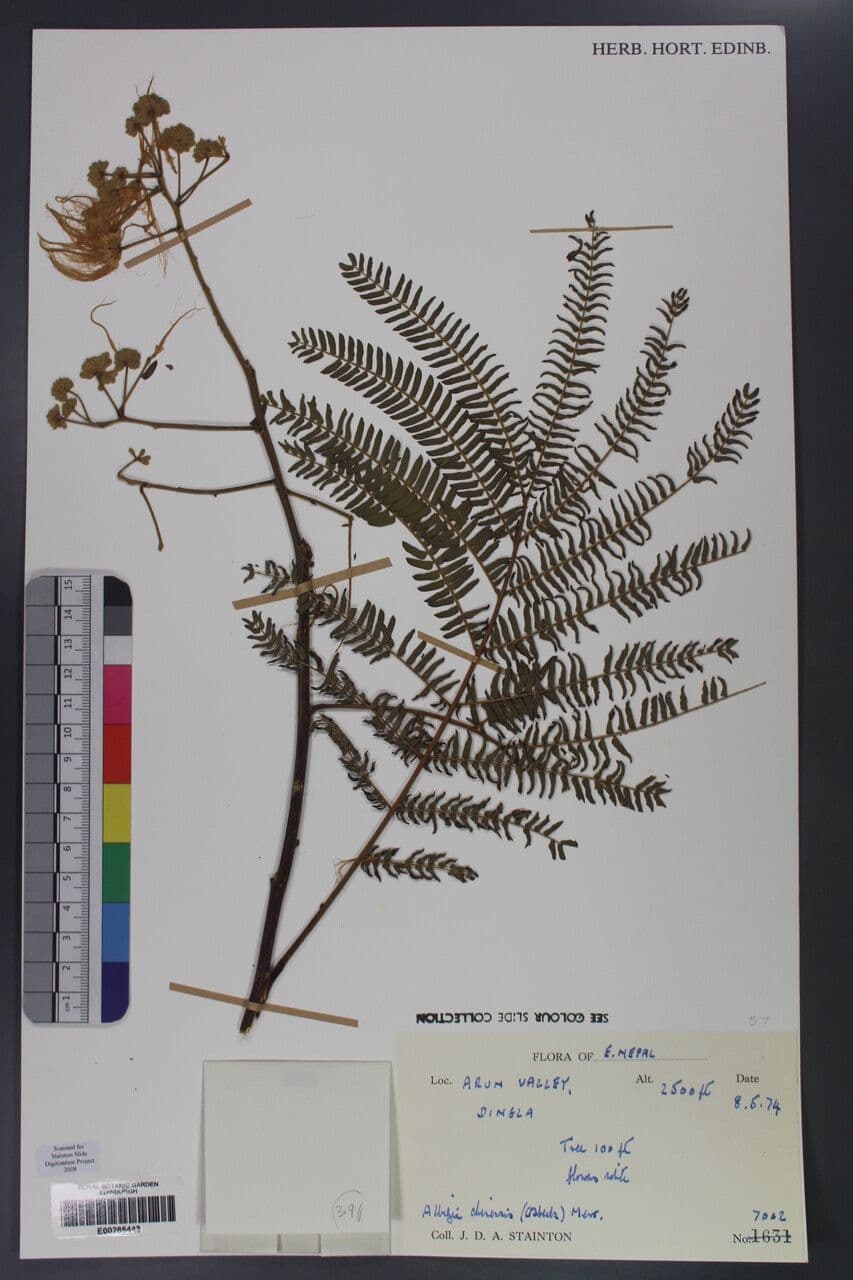China-Seidenbaum 2