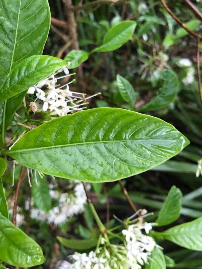 Timor-Ixora 3