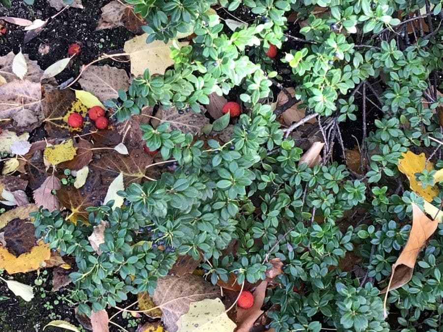 Brusnice chocholičnatá 3