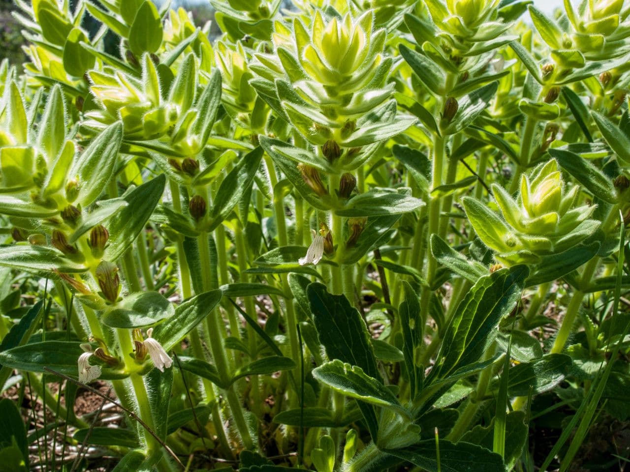 Ajuga 9