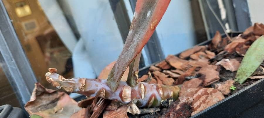 Echeveria 25