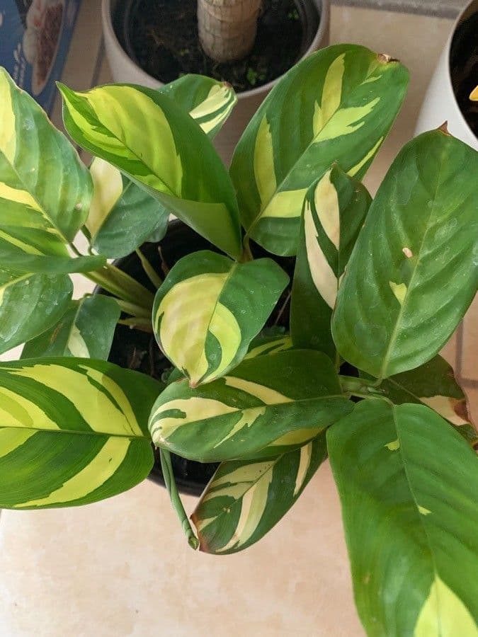 Ctenanthe 5