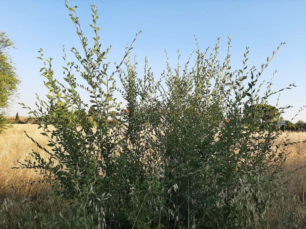 Olmo siberiano 14