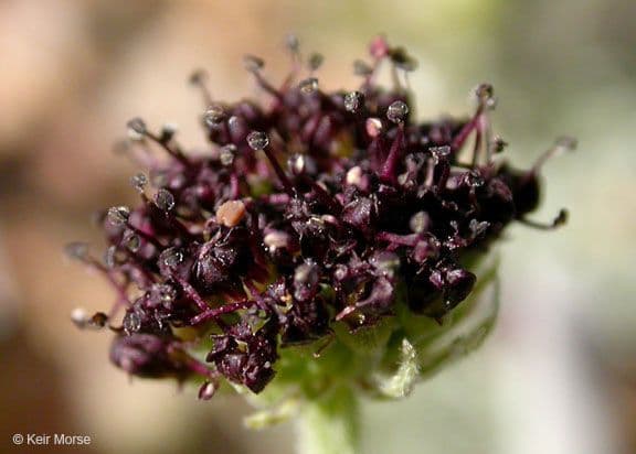 Lomatium mohavensis 6