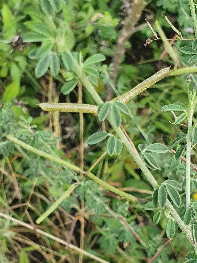 Indigofera 4