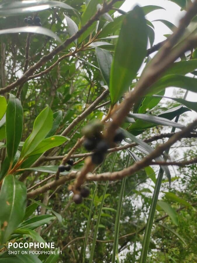 Myrsine coriacea 3