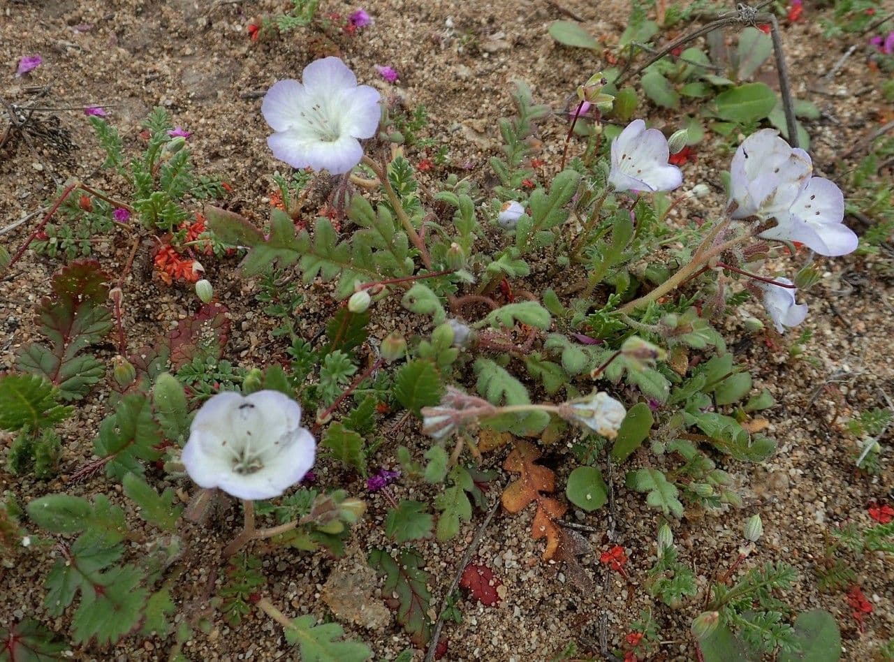 Douglas-Phacelia 8