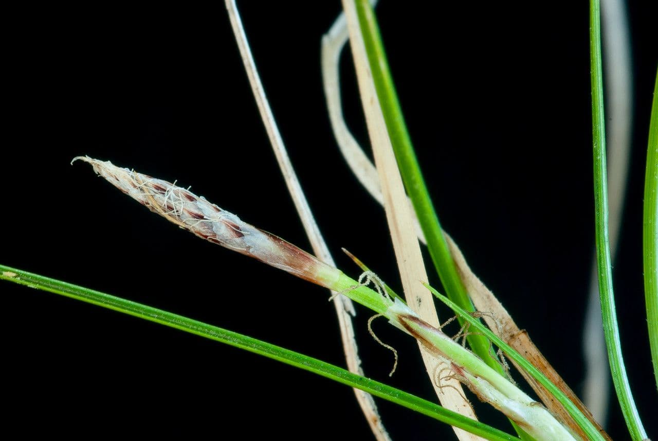 Dwarf sedge 21