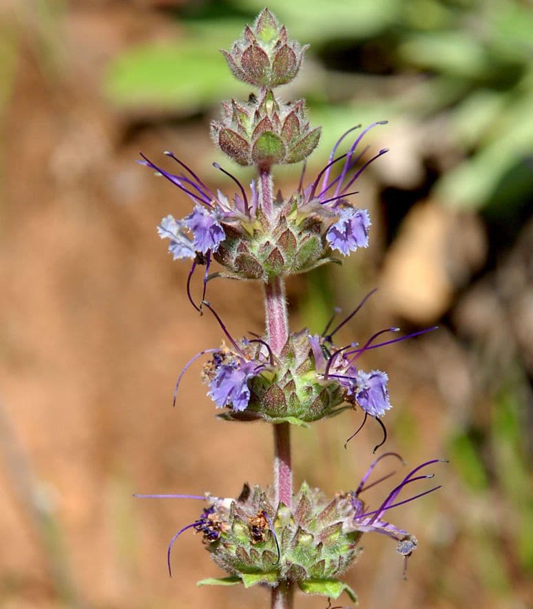 Salvia sonomensis 4