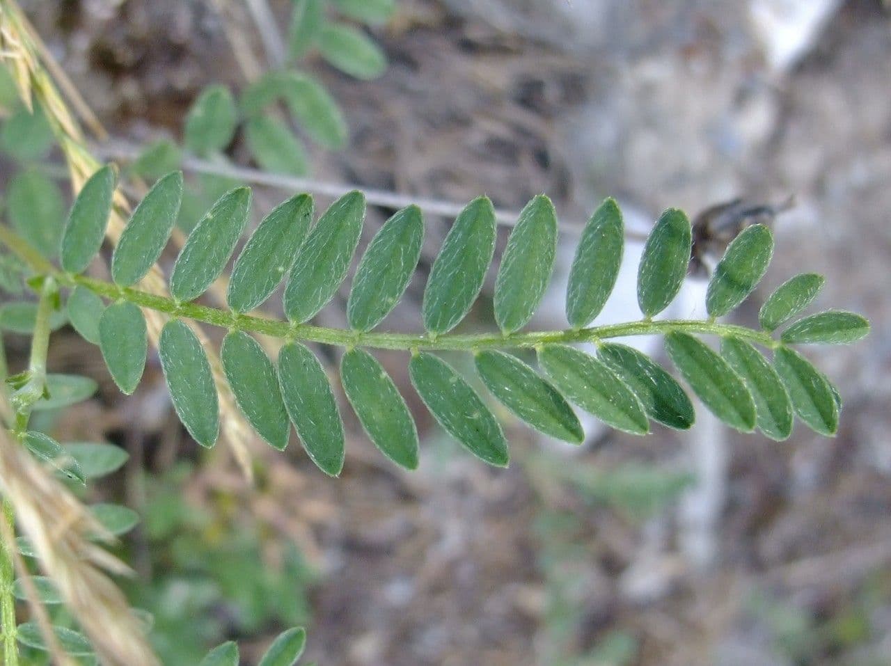 Astragalus onobrychis 13