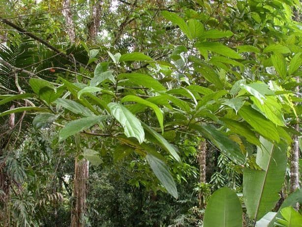 Nectandra 11