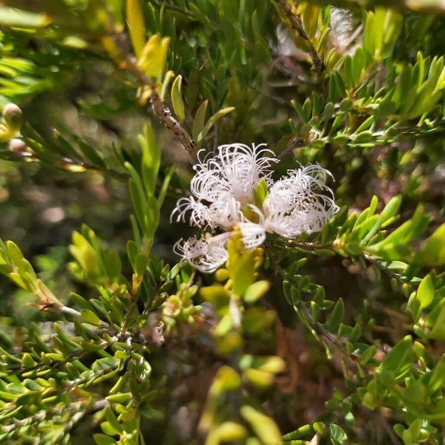 Melaleuca timo
