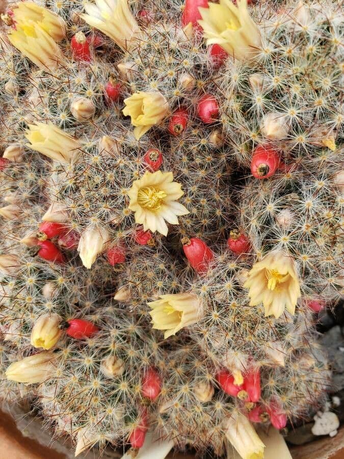 Cactus proliferante 6